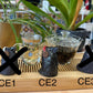Three crow tea pets with earmuffs labeled CE1-CE3